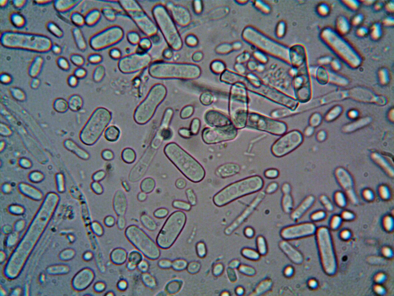 The Scientific Biological Basis of TCM Yang Qi: Mitochondrial Function as the Core Mechanism Close-up image of rod-shaped bacteria under a microscope, showcasing microscopic detail.